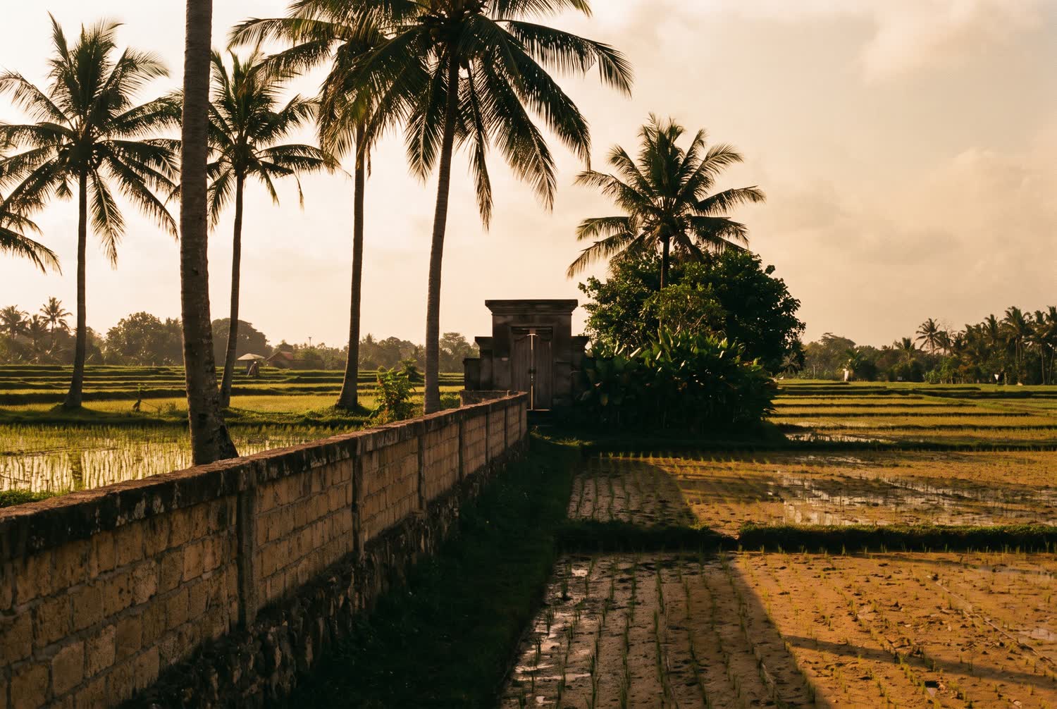 The edge of a rice field in Petitenget at golden hour, with a weathered stone wall and a Balinese gate in the middle distance.
